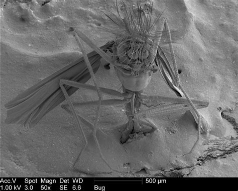 10 fascinating photos of a gnat under an electron