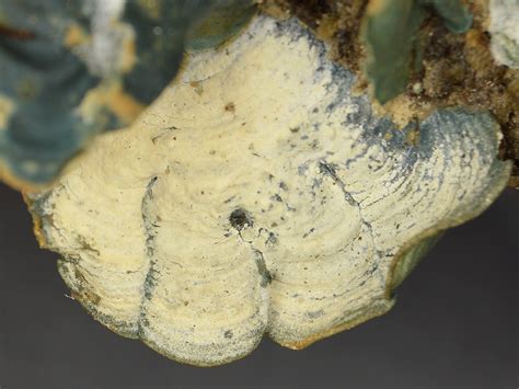 rare lichen unique to florida discovered in museum collections may be