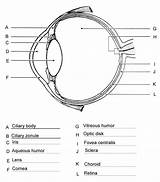 Worksheet Labeled Unlabeled Dissection Labeling Worksheets Eyes Eyeball Koibana Vitreous Lateral Structures 99worksheets sketch template