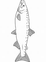 Salmon Coloring Pages Fish Kids Recommended sketch template