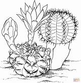 Cactus Coloring Pages Flowers Printable Kids Flower Color Drawing Sheets Nature Print Adult Colorat Para Printables Sheet Drawings Food Supercoloring sketch template