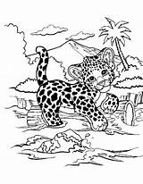 Frank Cheetah Franks Leopard Tigers 1386 Zoo Coloringhome sketch template