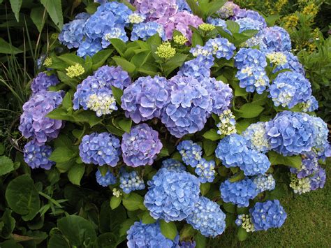 filehydrangea macrophylla jpg