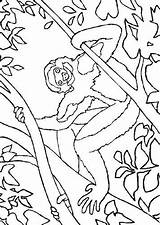 Apen Kleurplaten Affen Dieren Coloriages Monkeys Mewarnai Malvorlagen Singe Animierte Monyet Singes Ausmalbild Malvorlage Animal Bergerak Affe Animaux Scimmie Kleurplaatjes sketch template