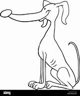 Greyhound Cartoon Illustration Funny Stock Alamy Coloring Purebred Dog Book sketch template