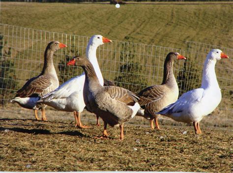 toulouse geese for sale waterfowl hatchery cackle hatchery