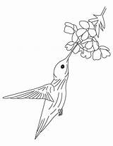 Hummingbird Coloring Flower Pages Hummingbirds Drawing Printable Library Clipart Book Getdrawings Books Categories Similar sketch template