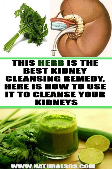 herb    kidney cleansing remedy