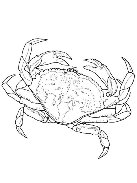 crab coloring pages  rubiteproctor