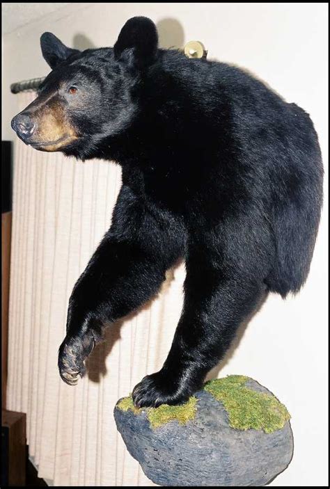 black bear 1 2 mounts