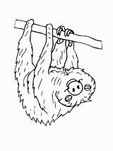 Coloring Sloth Pages Hanging Upside Endangered Down Animals Cute Color Getcolorings Colouring Toed Three Print Printable Colorings Getdrawings Species sketch template