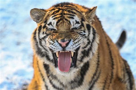 easy tiger study maps big cats personalities