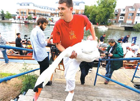 a queen s swan upper holds a swan during the annual count of the queen s swans on the river