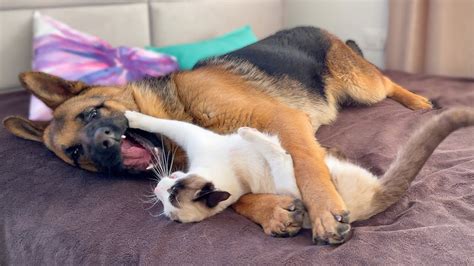 German Shepherd And Cat Play In Their Owners Bed Youtube