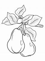 Coloring Pages Pears Branch Two Printable Cranberry Fruits Pear Drawing Color Flower Categories Book Kids Choose Board sketch template