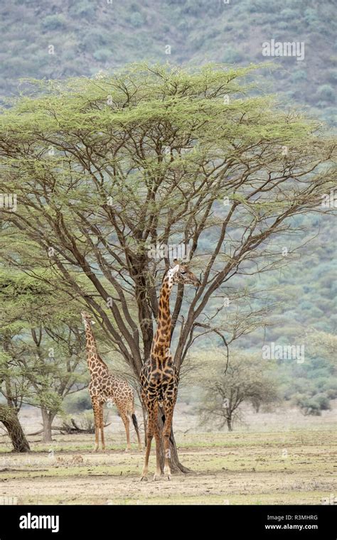 masai giraffe giraffa tippelskirchi male lake magadi kenya stock