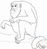 Monkey Howler Coloring Drawing Tree Sits Pages Squirrel Clipart Color Supercoloring sketch template