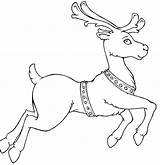 Reindeer Coloring Pages Santa Rudolph Christmas Nosed Template Drawing Clipart Printable Deer Color Print Templates Red Sleigh Realistic Kids Run sketch template