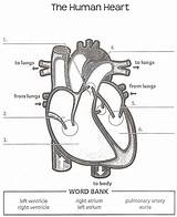 Heart Diagram Worksheet Human Anatomy Printable Label Worksheets Labeling Science Body Physiology Parts Grade School Diagrams Answer Simple Preschool Key sketch template