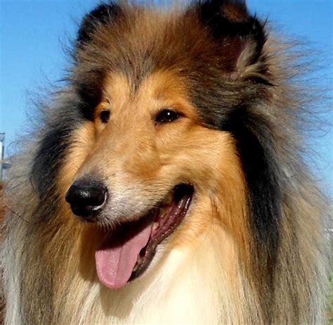 collie rough breed guide learn   collie rough
