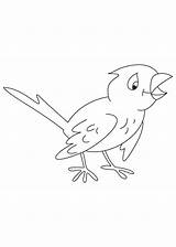 Chirp Coloring sketch template