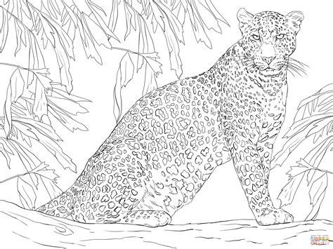 leopard sitting  tree super coloring tree coloring page coloring