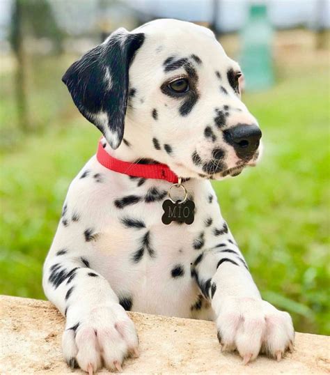 beautiful boy ig miothedal dalmatians
