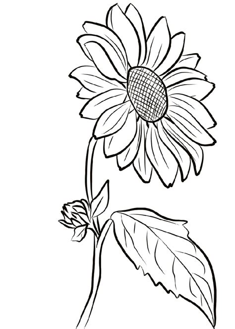 sunflower coloring page  worksheets