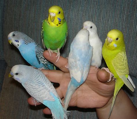 budgies  awesome picture   day