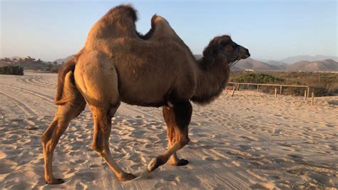 enterate de ocho curiosidades sobre los camellos cnn