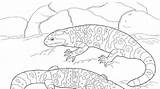 Gila Monster Coloring Pages Designlooter Colouring sketch template