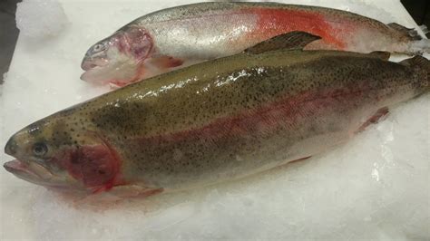 ocean trout casula fish market