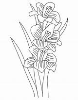 Gladiolus Coloring Pages Plant Flower Flowering Bulbous Flowers Printable Kids sketch template