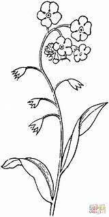 Forget Coloring Pages Flowers Drawing Printable Color Clipart sketch template