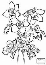 Columbine Flower Drawing Getdrawings sketch template