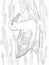 Coloring Pages Albatross Birds Recommended sketch template
