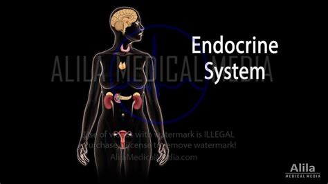 alila medical media endocrinology images and videos
