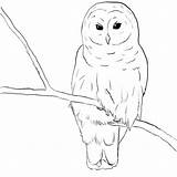 Owl Drawing Snowy Coloring Burrowing Cute Owls Drawings Simple Pages Sketches Printable Clipart Sketch Getdrawings Getcolorings Susan Carrell Print Choose sketch template