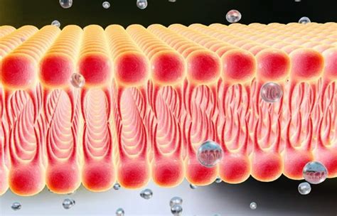 diferencias entre membrana celular  membrana nuclear sooluciona