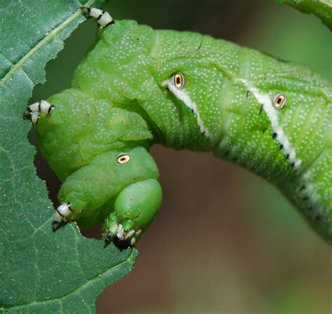 problem solver guides  gardeners insects mouthparts