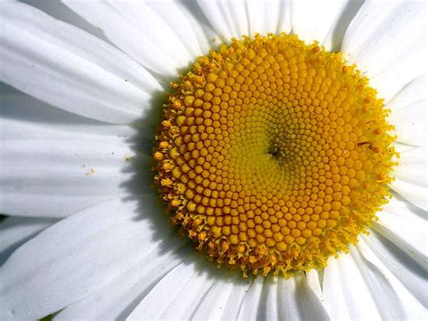 picture closeup daisy flower