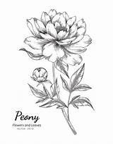 Peony Flower Line Drawing Sketch Vector Illustration Drawn Hand Drawings Floral Sketches Premium Backgrounds Vecteezy Rose Choose Board Facts sketch template