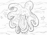 Octopus Polvo Colorir Ausmalbild Ringed Ausmalbilder Krake Kategorien Colorironline sketch template