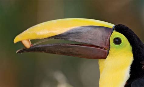 chestnut mandibled toucan bird britannicacom