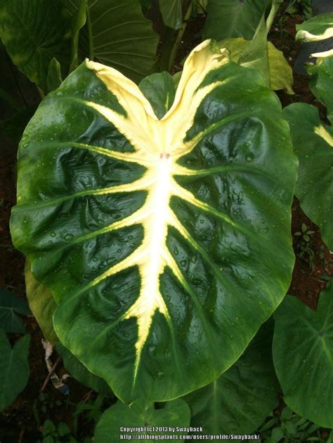 Photo of the leaves of Elephant's Ear (Colocasia esculenta