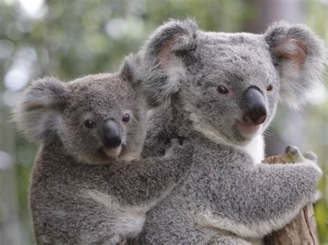 koala endangered species supporters australia protect australian