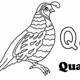Coloring Pages Quill Getcolorings Letter Printable sketch template