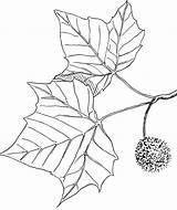Sycamore Drawing Tree Getdrawings sketch template