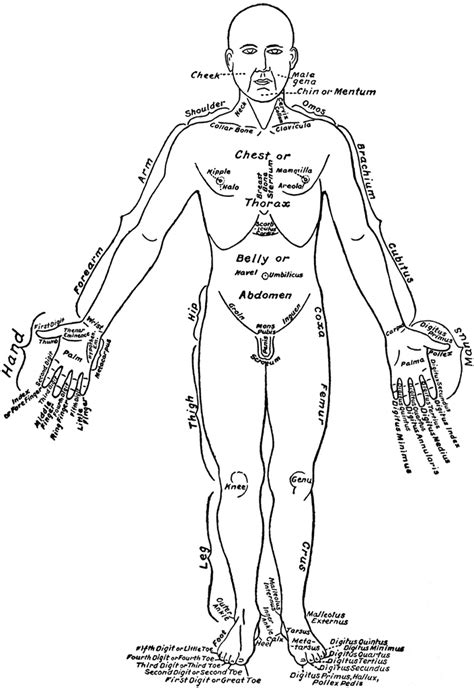 ngoriacuvu human body parts