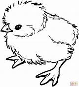Chick Coloring Pages Baby Printable Chicks Colouring Chicken Cute Outline Sheet Little Drawing Easter Silhouettes Poussin Coloriage sketch template